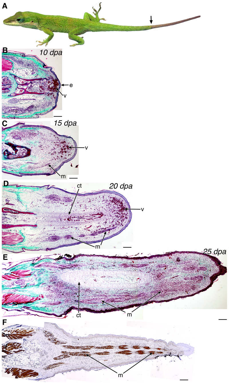 Illustration for article titled How Lizard Tails Could Help Scientists Study Human Limb Regeneration